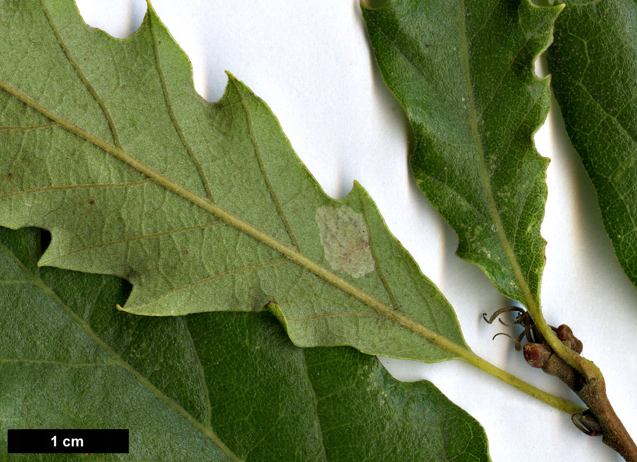 High resolution image: Family: Fagaceae - Genus: Quercus - Taxon: ×libanerris (Q.cerris × Q.libani)